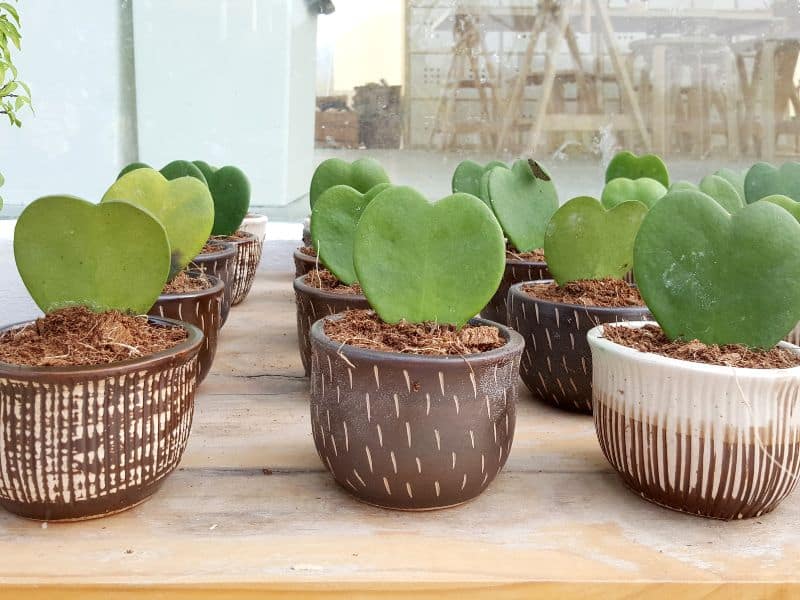 Múltiplas folhas de hoya kerrii plantadas individualmente em vasinhos decorativos