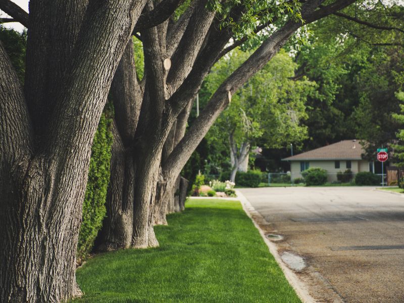 Árvores ornamentais de grande porte em área urbana mostram a importância do planejamento no paisagismo