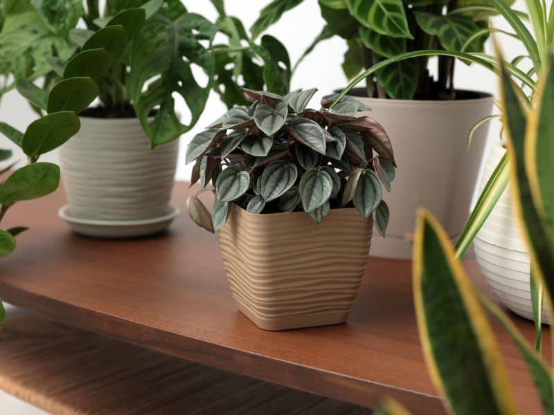 Plantas de interior bem adaptadas a ambientes fechados, dispostas em prateleira, mostrando escolhas inteligentes para pouca luz e pouca ventilação