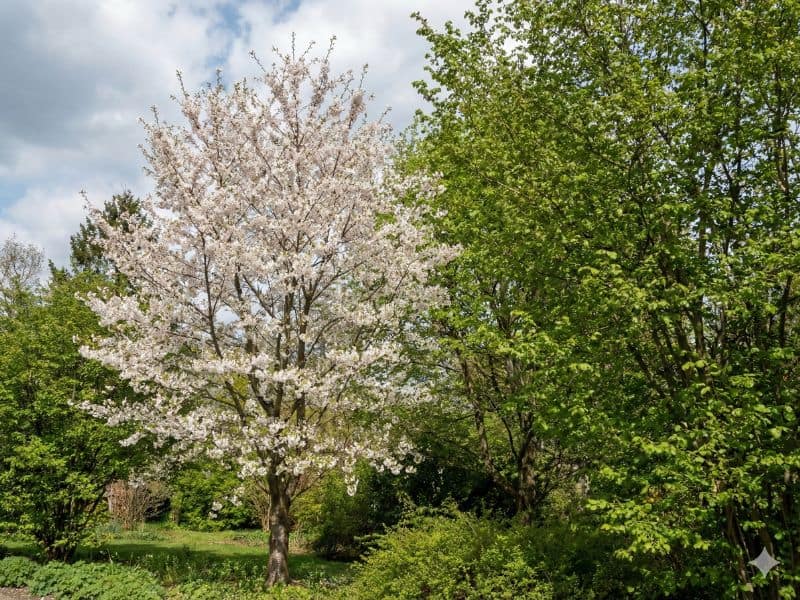 árvores ornamentais em diferentes fases de crescimento mostrando equilíbrio natural antes do plantio planejado
