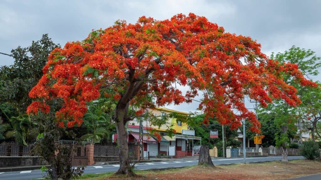 Árvores ornamentais de grande porte com flamboyant florido em paisagismo urbano