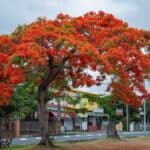 Árvores ornamentais de grande porte com flamboyant florido em paisagismo urbano