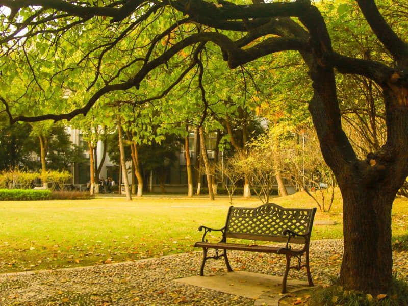 Árvores ornamentais para jardim amplo com copa larga em área verde bem planejada