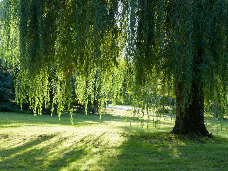 Árvores ornamentais para jardim de grande porte ilustram escolhas mal planejadas no paisagismo