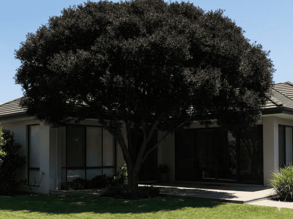 Árvores ornamentais para sombra com copa muito densa mostram quando o conforto pode virar excesso no paisagismo
