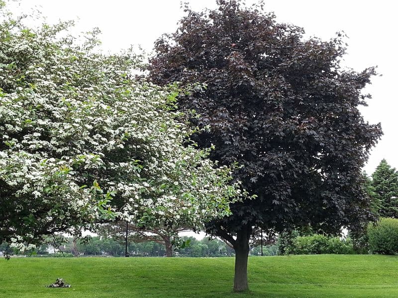 Árvores ornamentais com comportamentos distintos mostram como a escolha correta define o sucesso do paisagismo