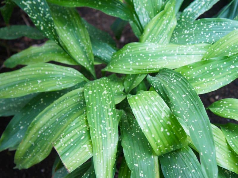 Aspidistra elatior minor Milky Way cultivada como planta resistente para ambientes fechados, com folhas verdes e pintas claras
