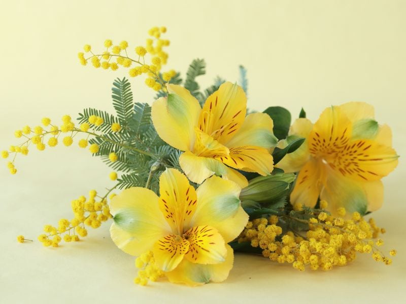 astromélia simbolizando amizade e apoio em uma homenagem delicada no Dia da Mulher