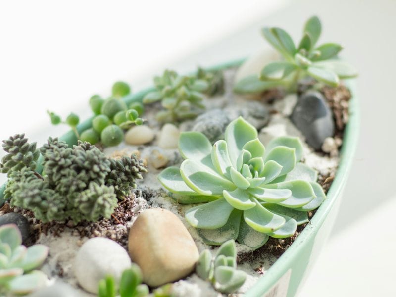 Echeveria elegans combinada com outras suculentas em arranjo decorativo, destacando contraste de formatos e tons no cultivo conjunto
