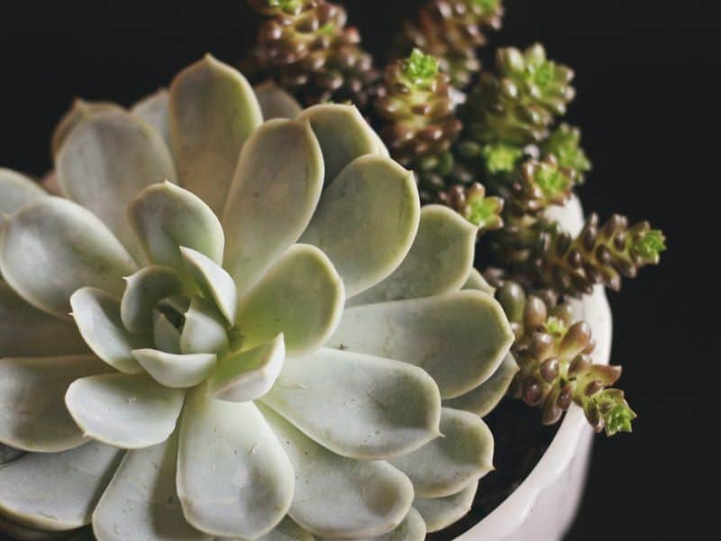 Echeveria elegans plantada em vaso, com roseta bem formada e substrato adequado para o cultivo em vasos e jardins
