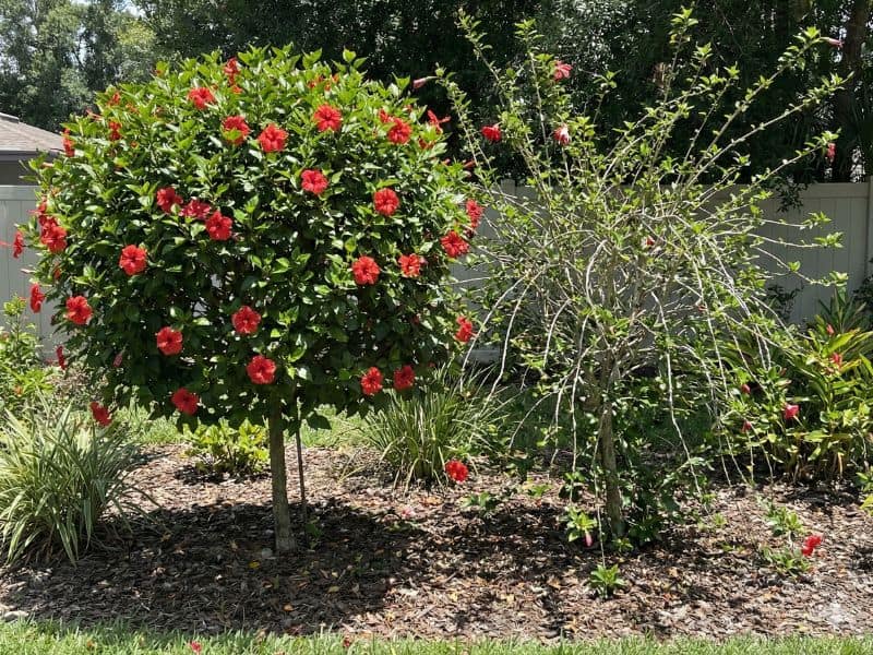 Comparação mostrando como podar hibiscos para manter floração intensa com planta conduzida e planta sem poda