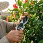 Jardineiro aplicando técnica de como podar hibiscos com tesoura profissional em planta florida no jardim
