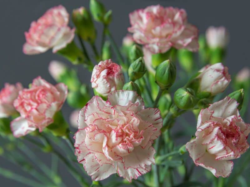 cravos simbolizando admiração e gratidão em uma homenagem delicada no Dia da Mulher