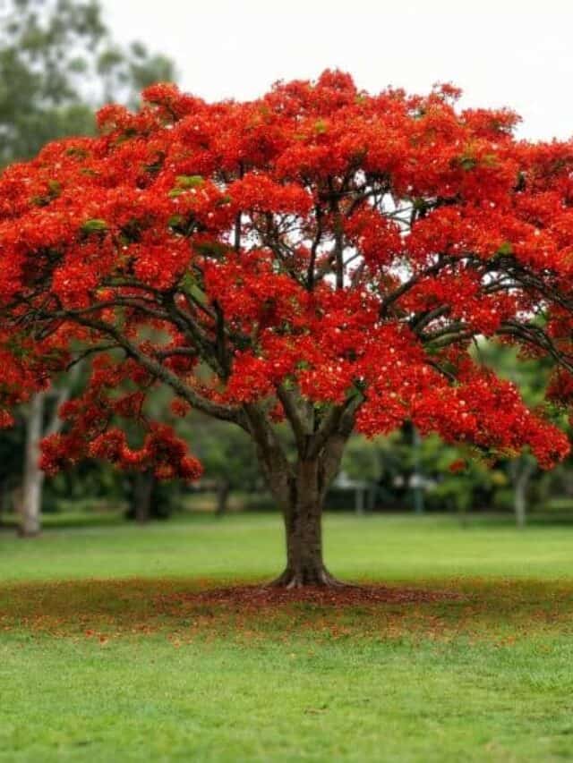 Árvores de floração intensa com copa ampla e flores vermelhas criam forte impacto visual no paisagismo
