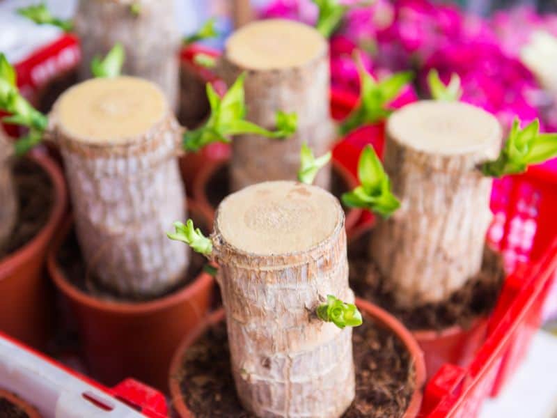 Pau-d’água após ser montado, com brotações surgindo no caule e exigindo cuidados corretos de luz e rega
