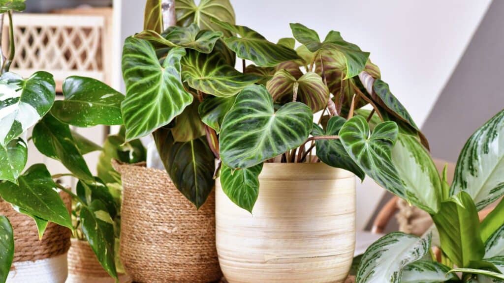 Cuidar de plantas de interior em ambiente fechado com folhagens tropicais saudáveis em vasos decorativos