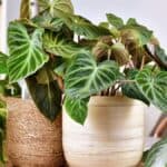 Cuidar de plantas de interior em ambiente fechado com folhagens tropicais saudáveis em vasos decorativos