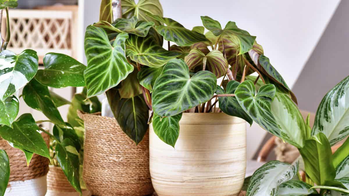 Cuidar de plantas de interior em ambiente fechado com folhagens tropicais saudáveis em vasos decorativos