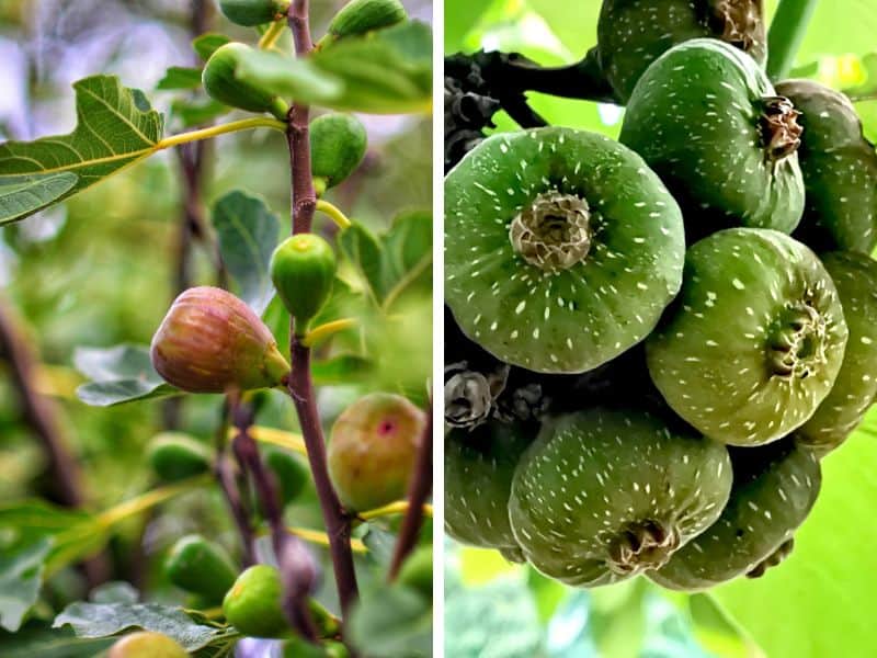 Diferença entre figueira chilena e figueira comum pelos frutos