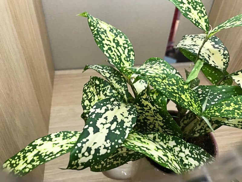 Dracaena surculosa do grupo confete cultivada em ambiente fechado, com folhas verdes salpicadas e ótima adaptação à pouca luz