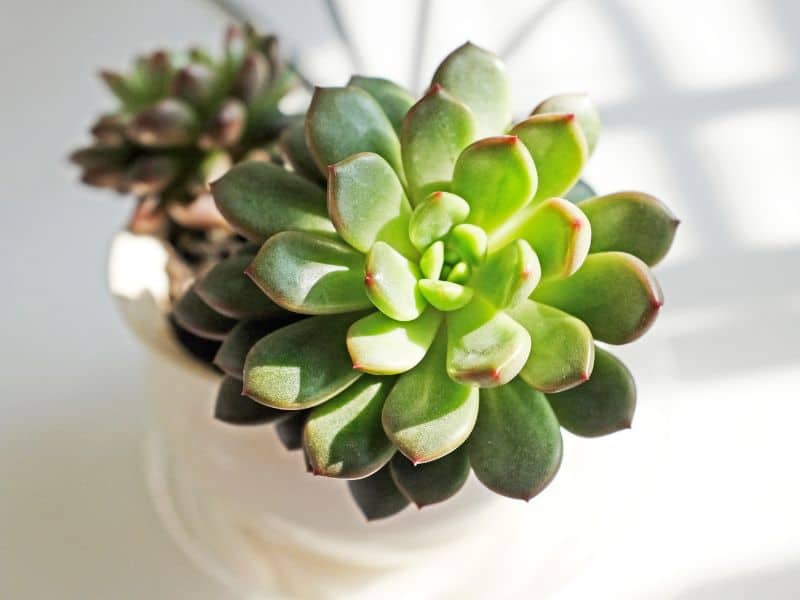 Echeveria elegans saudável com folhas firmes e coloração uniforme, indicando resistência natural da suculenta rosa-de-pedra a pragas e doenças
