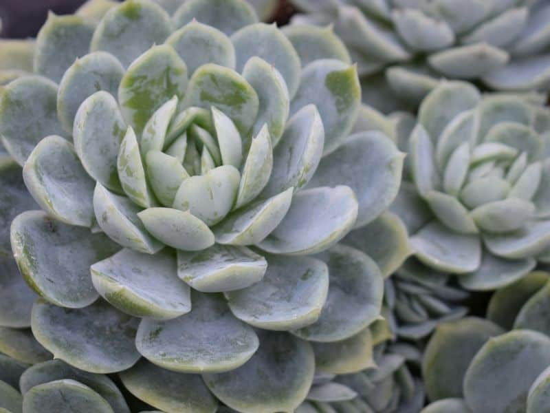 Echeveria elegans com rosetas simétricas e folhas azul-esverdeadas, suculenta rosa-de-pedra cultivada diretamente no solo
