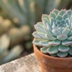 Echeveria elegans em vaso de barro, com roseta simétrica e folhas azul-esverdeadas com bordas rosadas, suculenta rosa-de-pedra em destaque