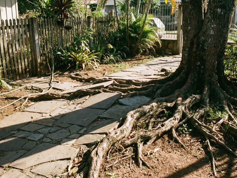 raízes expostas de árvore ornamental levantando calçada e mostrando impacto estrutural no jardim