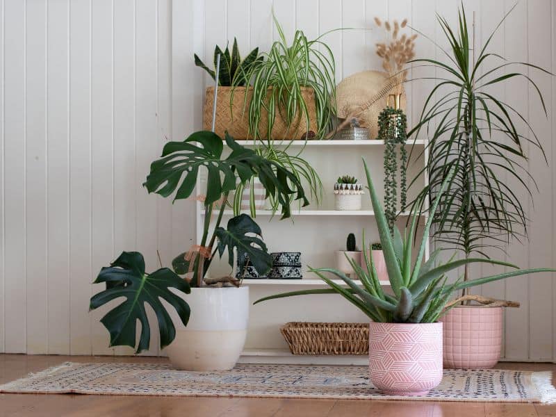 Plantas em ambientes fechados posicionadas dentro de casa, mostrando o erro mais comum ao cuidar de plantas em ambientes fechados sem considerar luz e ventilação adequadas.