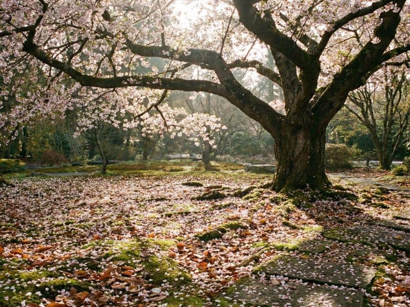 árvore ornamental após floração com pétalas caídas no chão mostrando mudança visual ao longo do ano