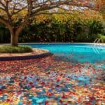 árvore ornamental próxima da piscina com grande quantidade de folhas coloridas acumuladas na água