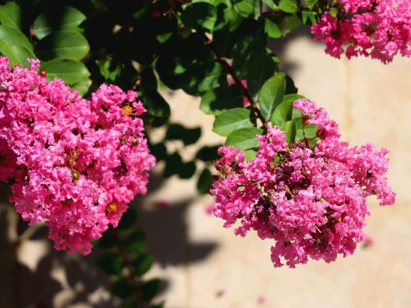 Extremosa ou resedá florido em árvore ornamental com floração rosa intensa