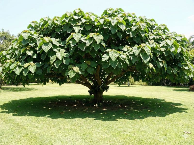 Figueira chilena formando sombra ampla em jardim residencial