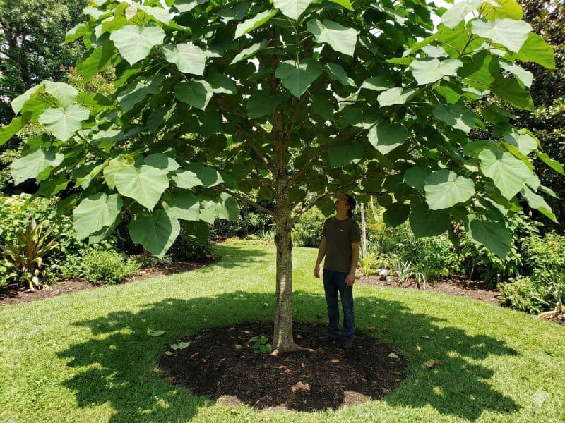 Figueira chilena adulta mostrando porte e crescimento da árvore