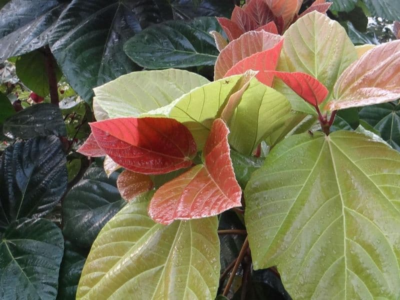 Folhas grandes da figueira chilena em árvore ornamental usada no paisagismo