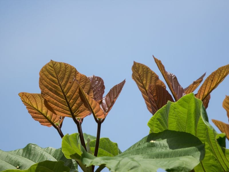 Folhas grandes da figueira chilena em fase de brotação