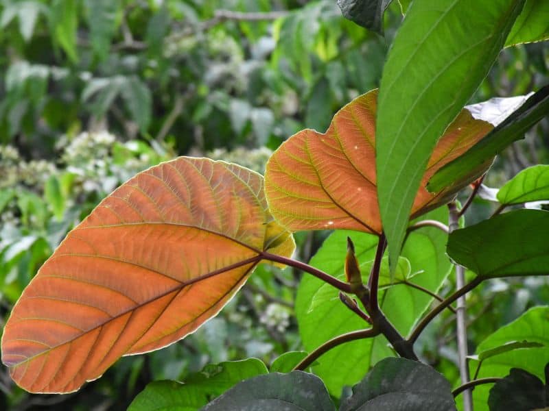 Folhas jovens da figueira chilena em fase de desenvolvimento