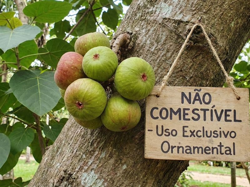 Fruto da figueira chilena no tronco com indicação de não comestível