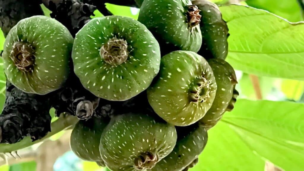 Fruto da figueira chilena crescendo diretamente no tronco da árvore ornamental