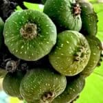 Fruto da figueira chilena crescendo diretamente no tronco da árvore ornamental