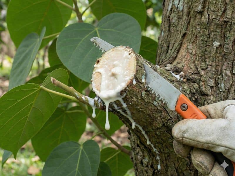 Látex branco da figueira chilena liberado durante corte do galho