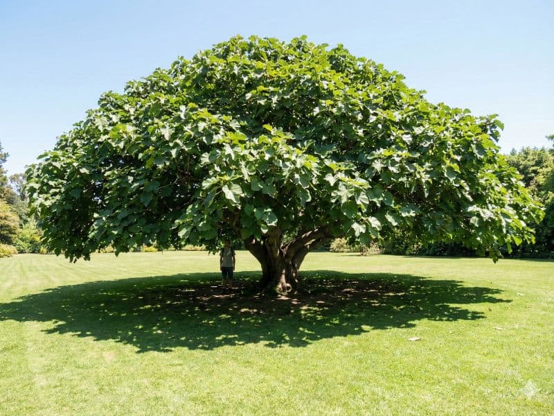 Figueira chilena adulta com copa ampla e porte elevado