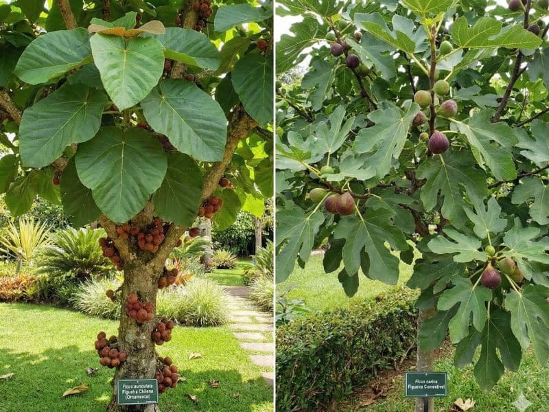 Comparação entre figueira chilena e figueira de fruto com diferenças nas folhas e nos frutos
