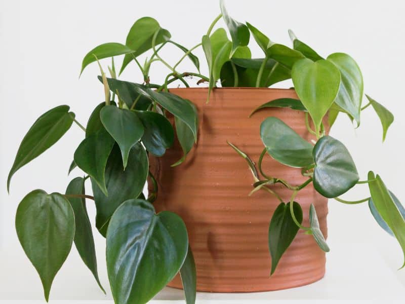 Filodendro-verde (Philodendron hederaceum) cultivado em vaso de barro, planta resistente ideal para ambientes internos e locais com pouca luz.