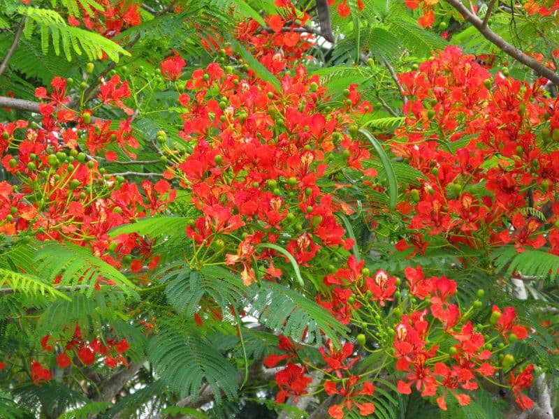 Flamboyant florido com flores vermelhas intensas em árvore ornamental de grande porte