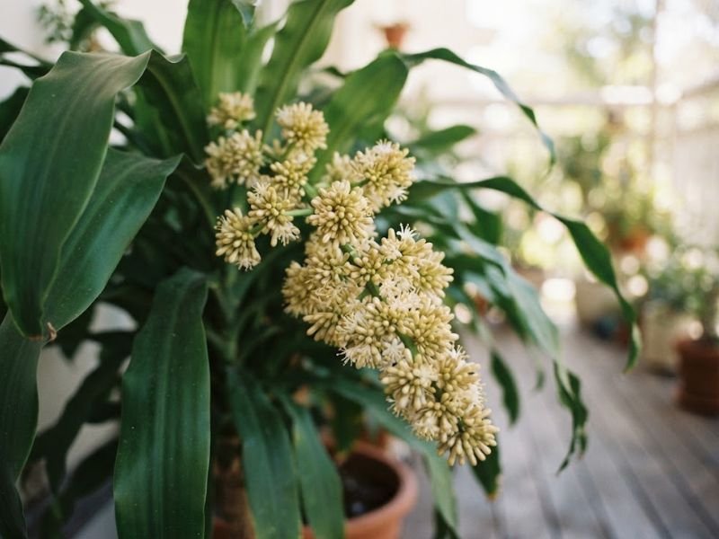 Pau d’água adulto com haste floral repleta de pequenas flores claras