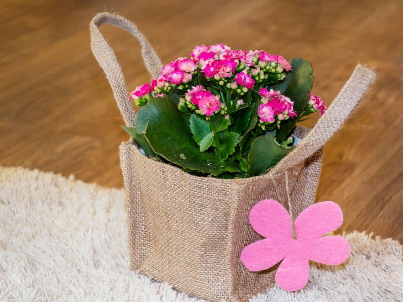 flores para amigas e familiares em uma homenagem simples e carinhosa no Dia da Mulher