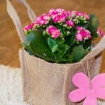 mini calandiva rosa usada como lembrancinha dia da mulher em sacola rústica de juta com detalhe delicado