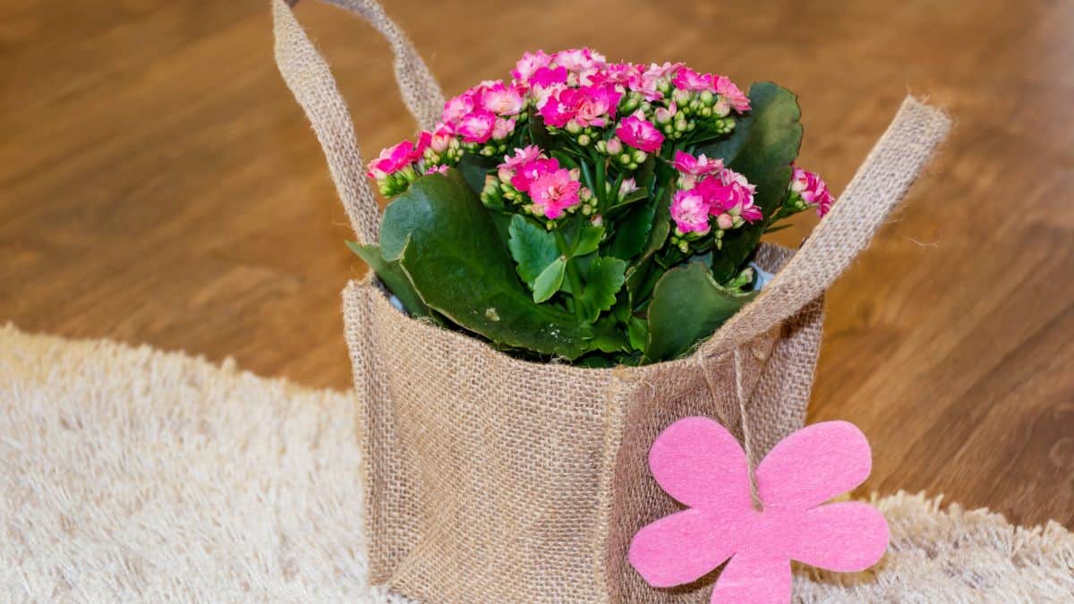 mini calandiva rosa usada como lembrancinha dia da mulher em sacola rústica de juta com detalhe delicado