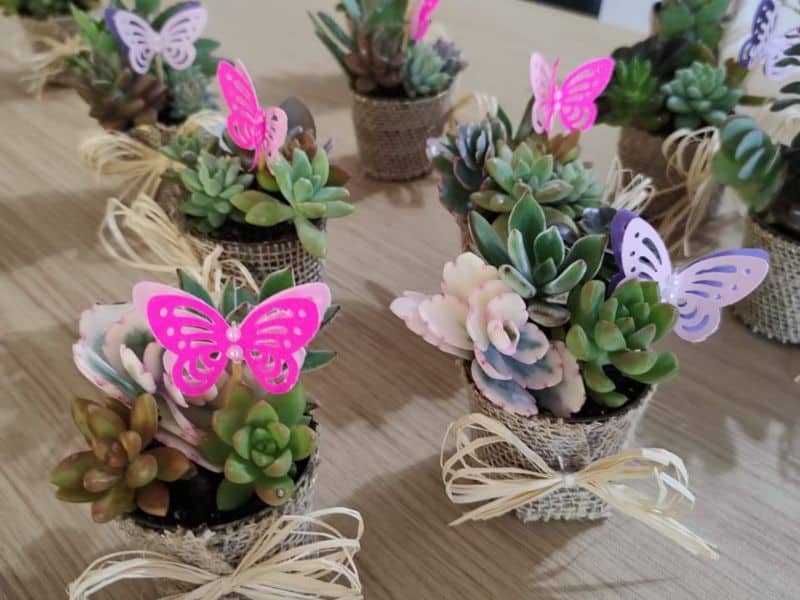 Mini suculentas em vasinhos artesanais com laços, usadas como lembrancinhas com plantas para o Dia da Mulher